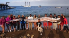 Decât peștele cu centură demnitate?